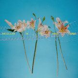 Hallelujah In The Hard Things