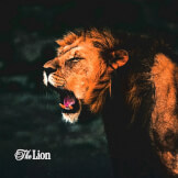 The Lion