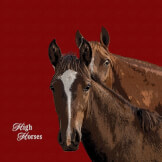 High Horses