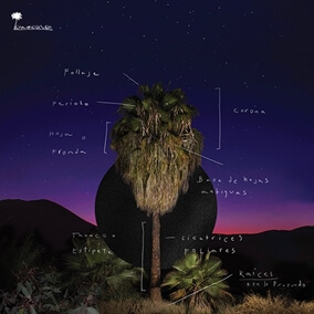 Constante Amor By caminodevida música