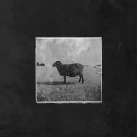 Black Sheep de Ben Fuller