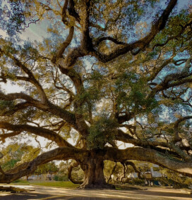 Little Seed Oleh Kierre Bjorn