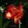 poetry
